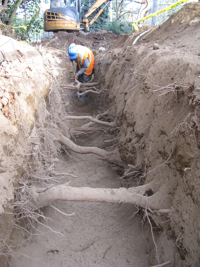 air spade excavating roots